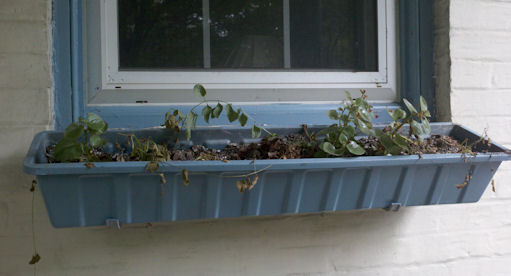 my_window_box My window box, full of dead plants