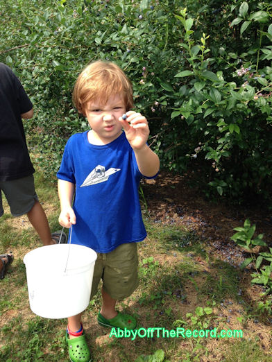 PickingBlueberries little boy picking blueberries