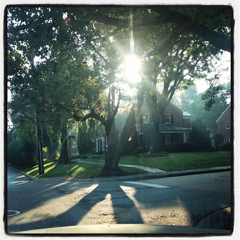 morning light streaming through trees