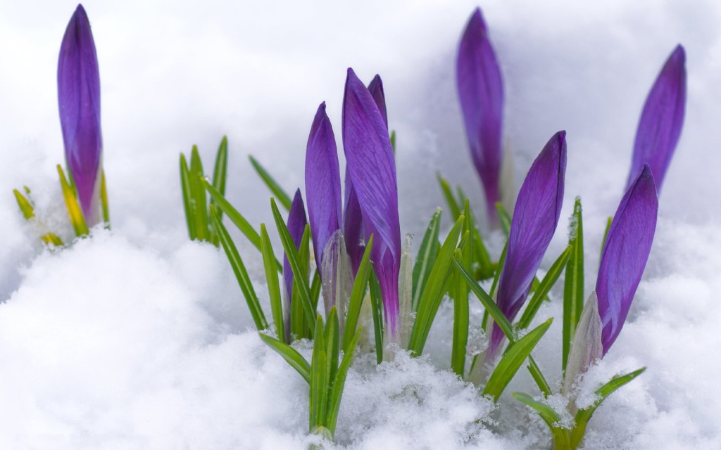 crocuses budding in the snow