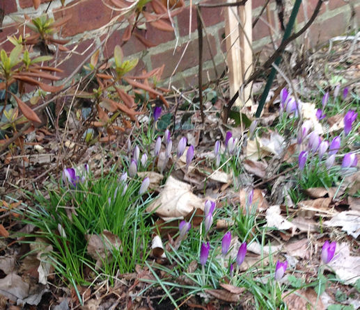 A sign of spring at last - crocuses in my backyard
